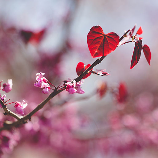 Portfolio - Heart Leaf