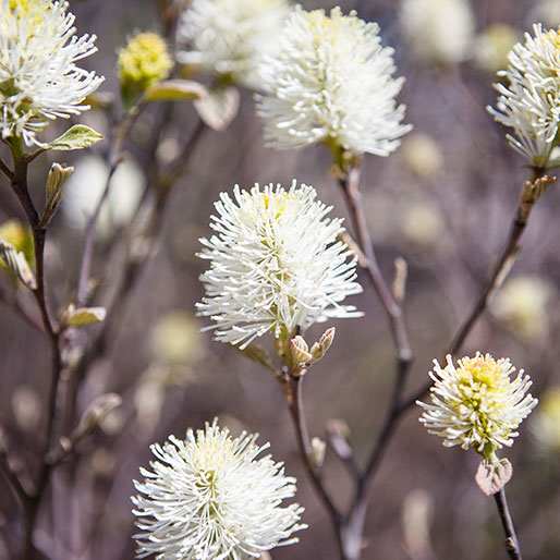 Portfolio - White Flowers